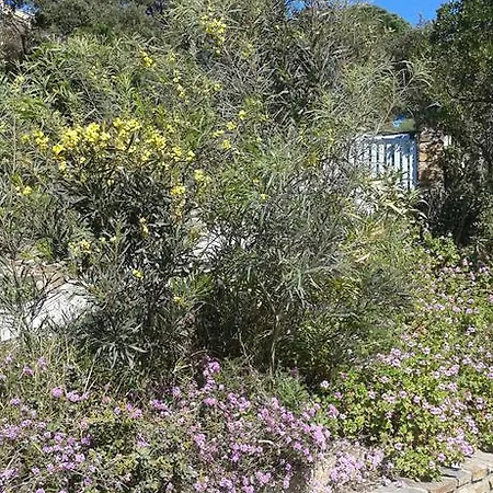 Merveille فيلة بورم لي ميموزا